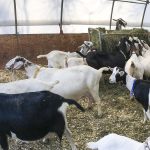 goats-pano